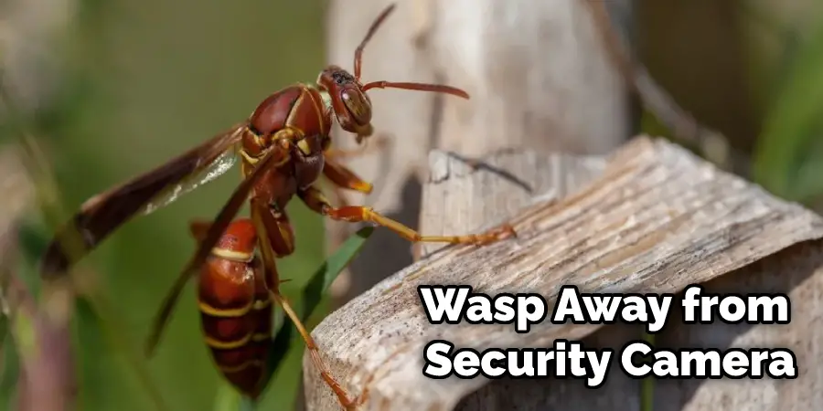 How to Keep Wasps Away From Security Cameras