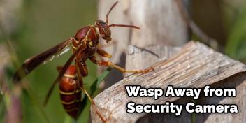 wasp nest security camera