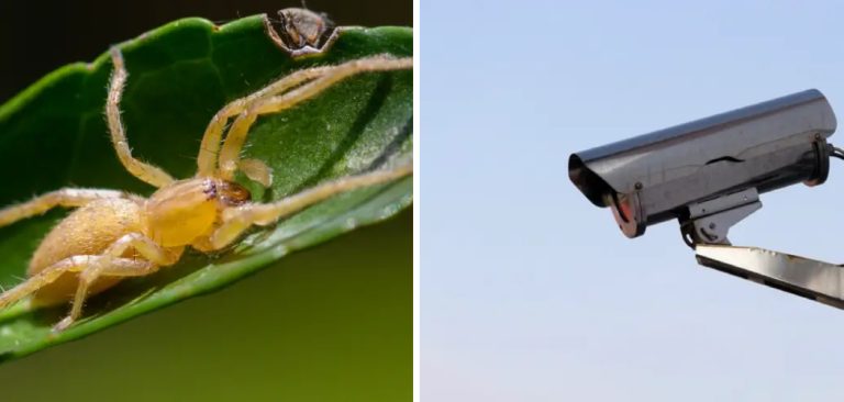 How to Keep Bugs Away From Security Cameras