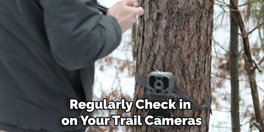 Regularly Check in on Your Trail Cameras