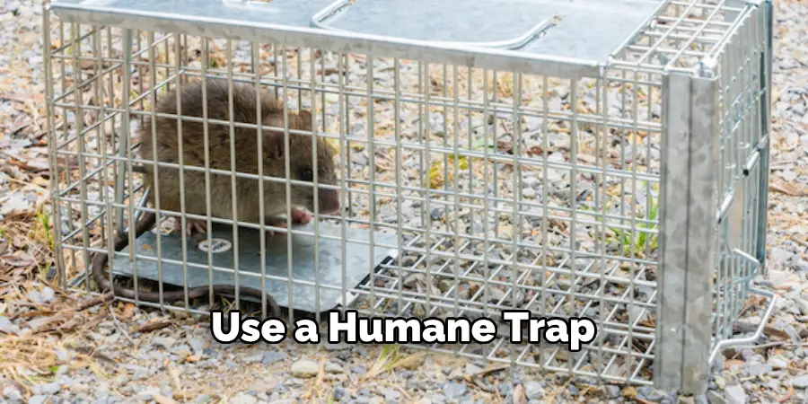 Use a Humane Trap