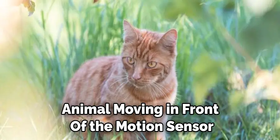 Animal Moving in Front of the Motion Sensor