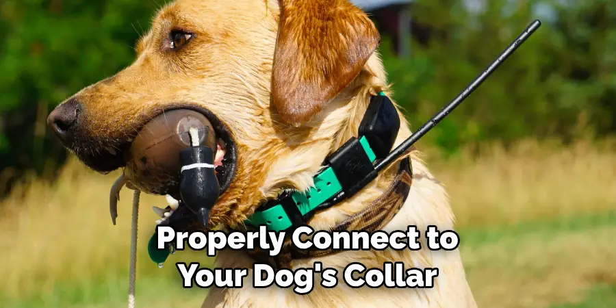 Properly Connect to Your Dog's Collar